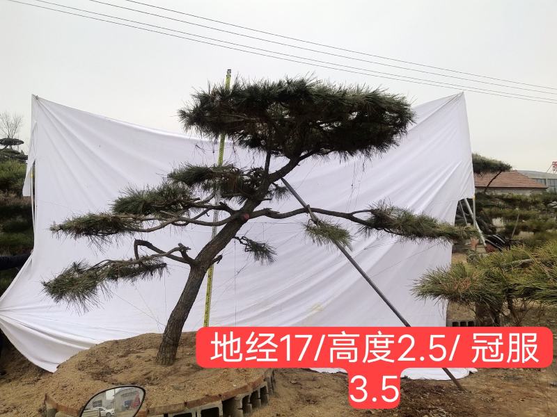 造型黑松纯正黑松造型松景观松泰山松盆景黑松桩