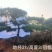 造型黑松纯正黑松造型松景观松泰山松盆景黑松桩