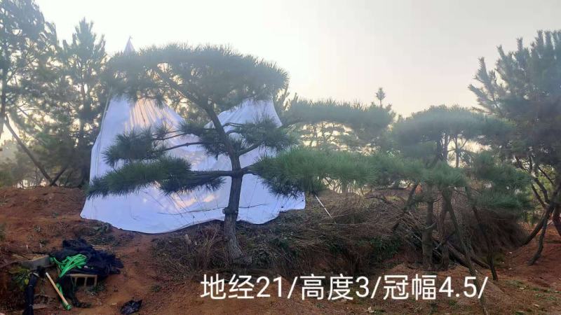 造型黑松纯正黑松造型松景观松泰山松盆景黑松桩