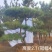 造型黑松纯正黑松造型松景观松泰山松盆景黑松桩