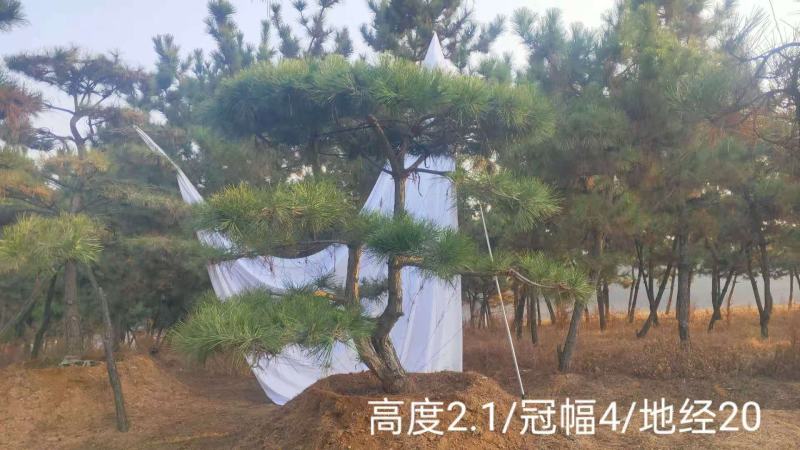 造型黑松纯正黑松造型松景观松泰山松盆景黑松桩