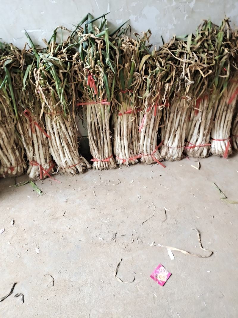 陕西，本地，长白大葱，葱杆子长，葱白亮！