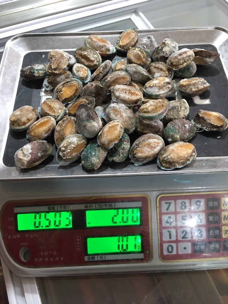 鲜活急冻小鲍鱼单体急东全部鲜活急冻全国发货