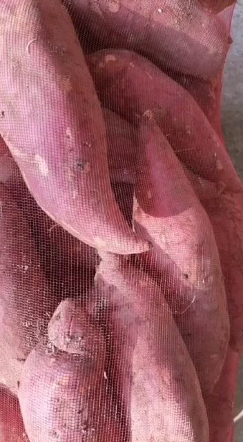 太康县天基种植合作社，优质红薯西瓜红。