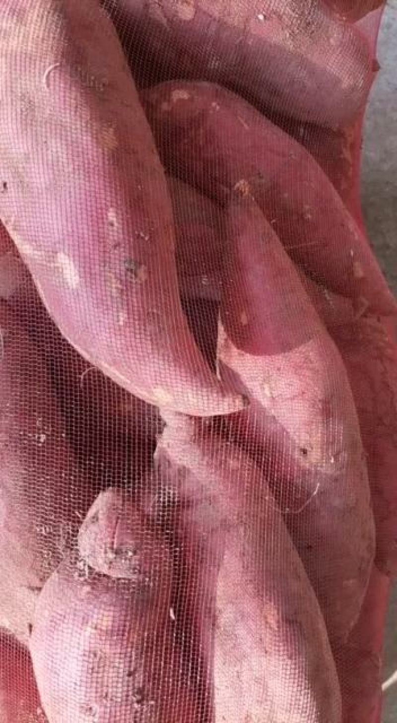 太康县天基种植合作社，优质红薯西瓜红。