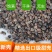 荞麦皮，头枕，无尘，无味，无虫，颗粒独整