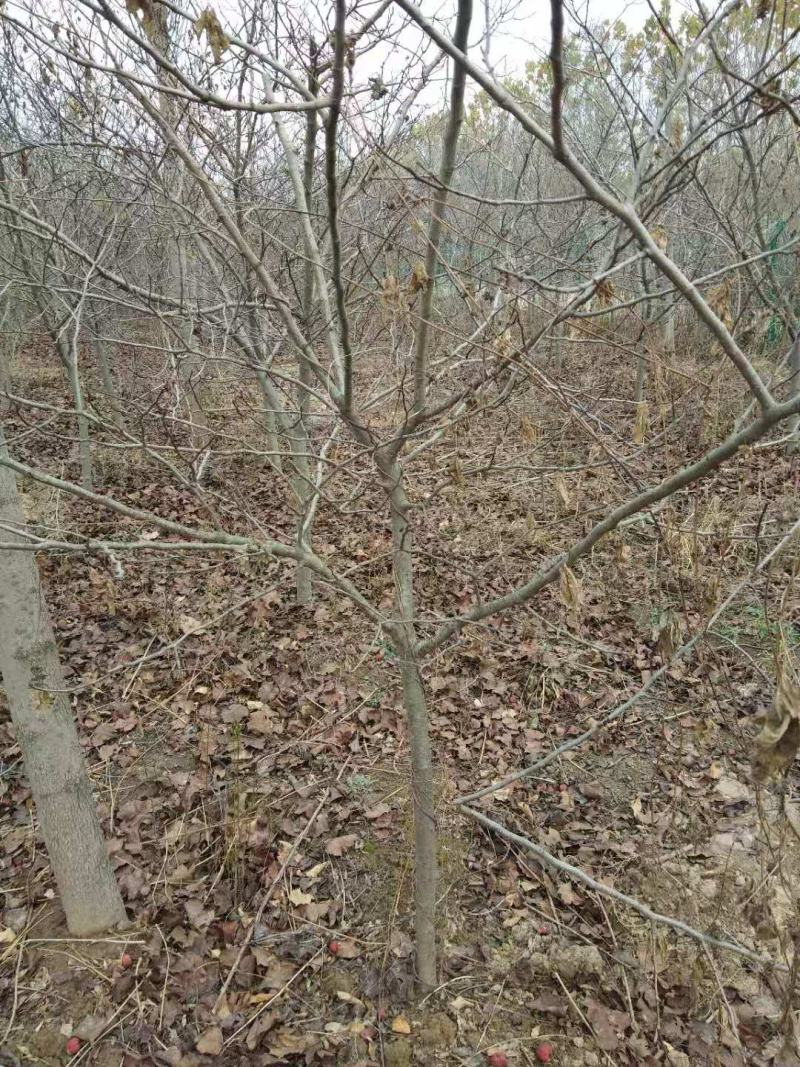 精品山楂树，占地山楂树，占地果树，工程果树，货量充足，
