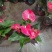 白掌（一帆风顺）花语:事业有成、一帆风顺。