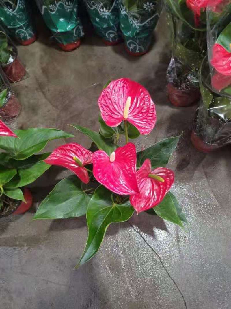 白掌（一帆风顺）花语:事业有成、一帆风顺。