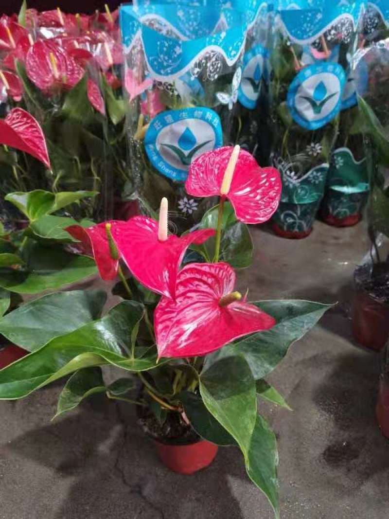 白掌（一帆风顺）花语:事业有成、一帆风顺。