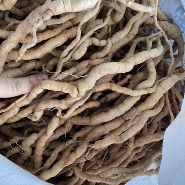 鲜巴戟天中上货批50斤起批售