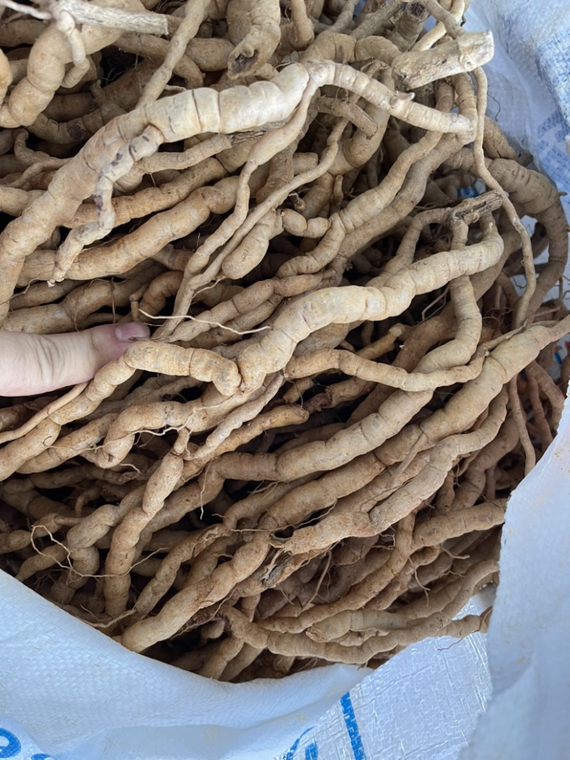 鲜巴戟天中上货批50斤起批售