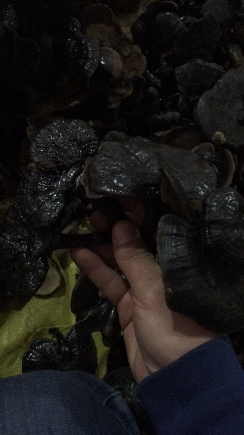 广西特产小黑灵芝味不苦送礼大大方