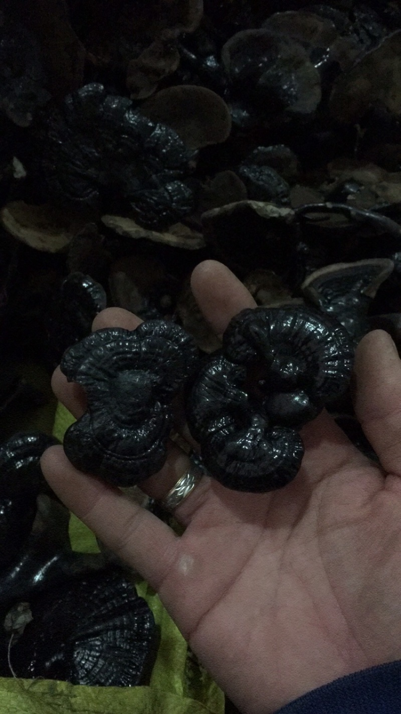 广西特产小黑灵芝味不苦送礼大大方
