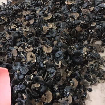 广西特产小黑灵芝味不苦送礼大大方