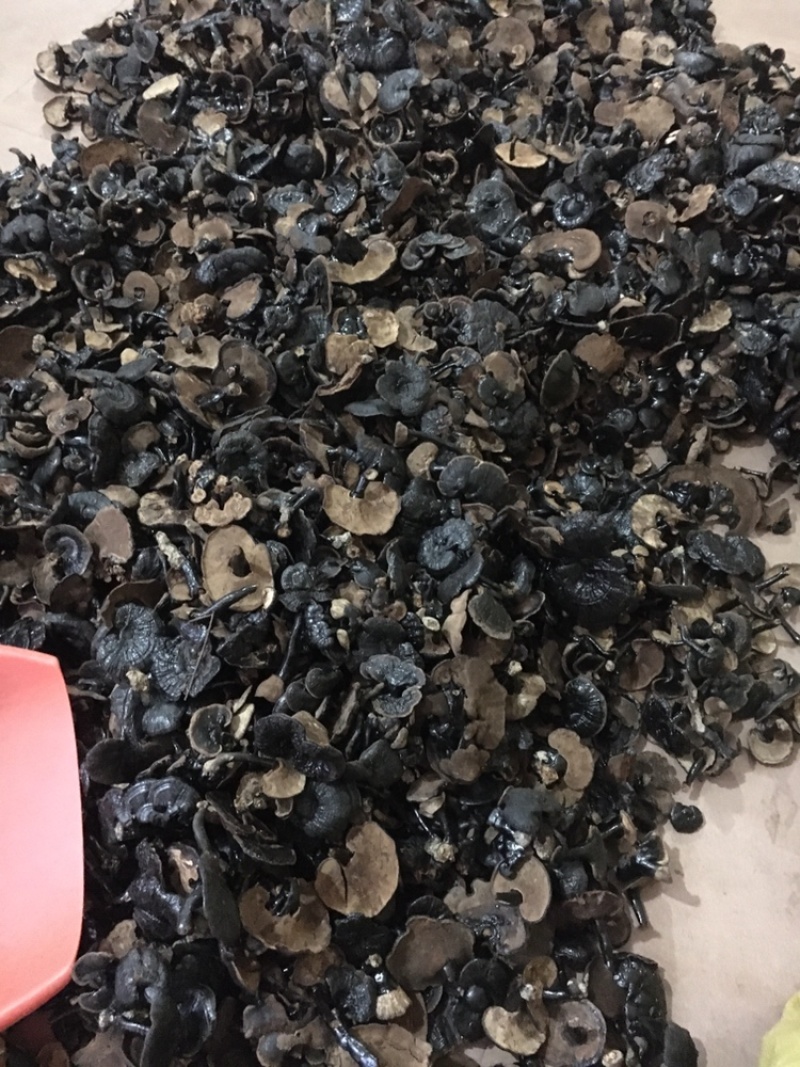 广西特产小黑灵芝味不苦送礼大大方