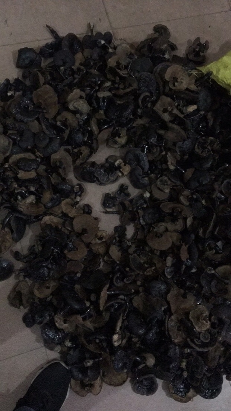 广西特产小黑灵芝味不苦送礼大大方