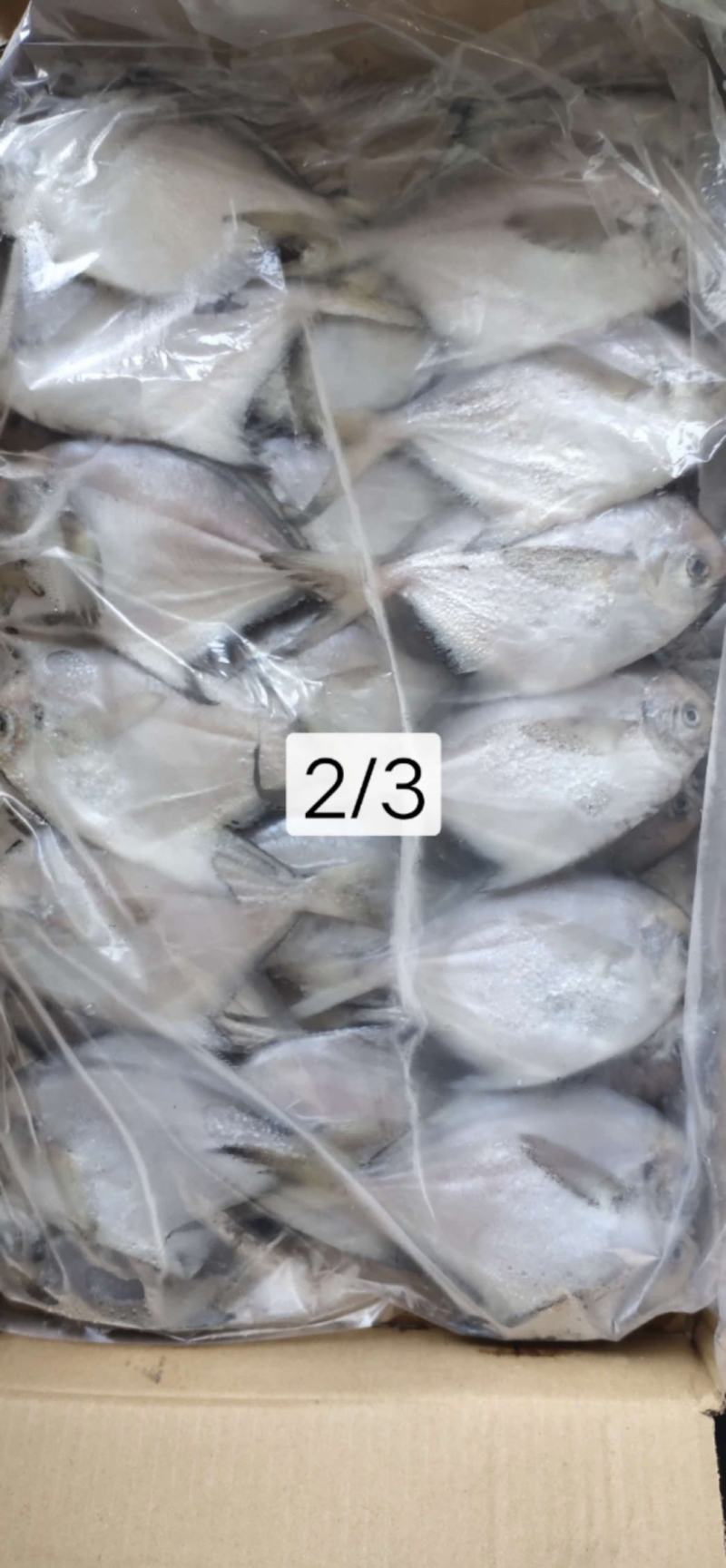 银鲳鱼也叫白鲳，肉质鲜美质量保证放心购。五斤装