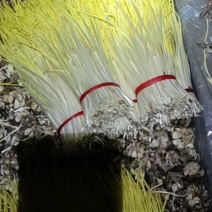 优质蒜黄，大量供应，欢迎老板订购