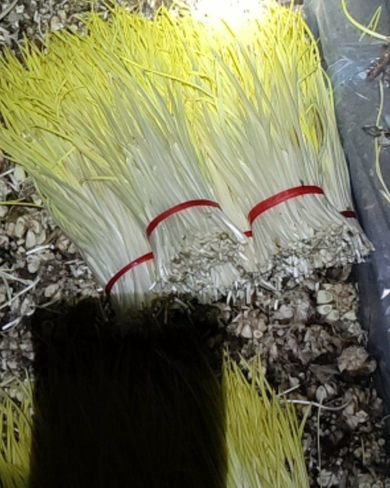 优质蒜黄，大量供应，欢迎老板订购