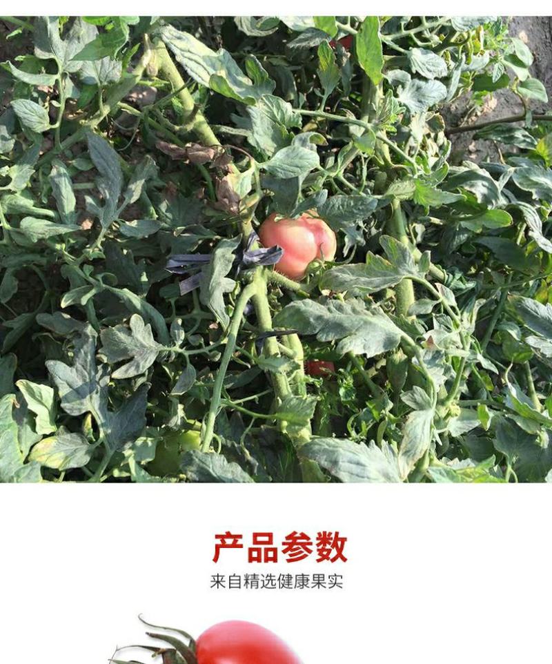湖北长阳农家现摘普罗旺斯西红柿自然熟沙瓤水果番茄新鲜蔬菜