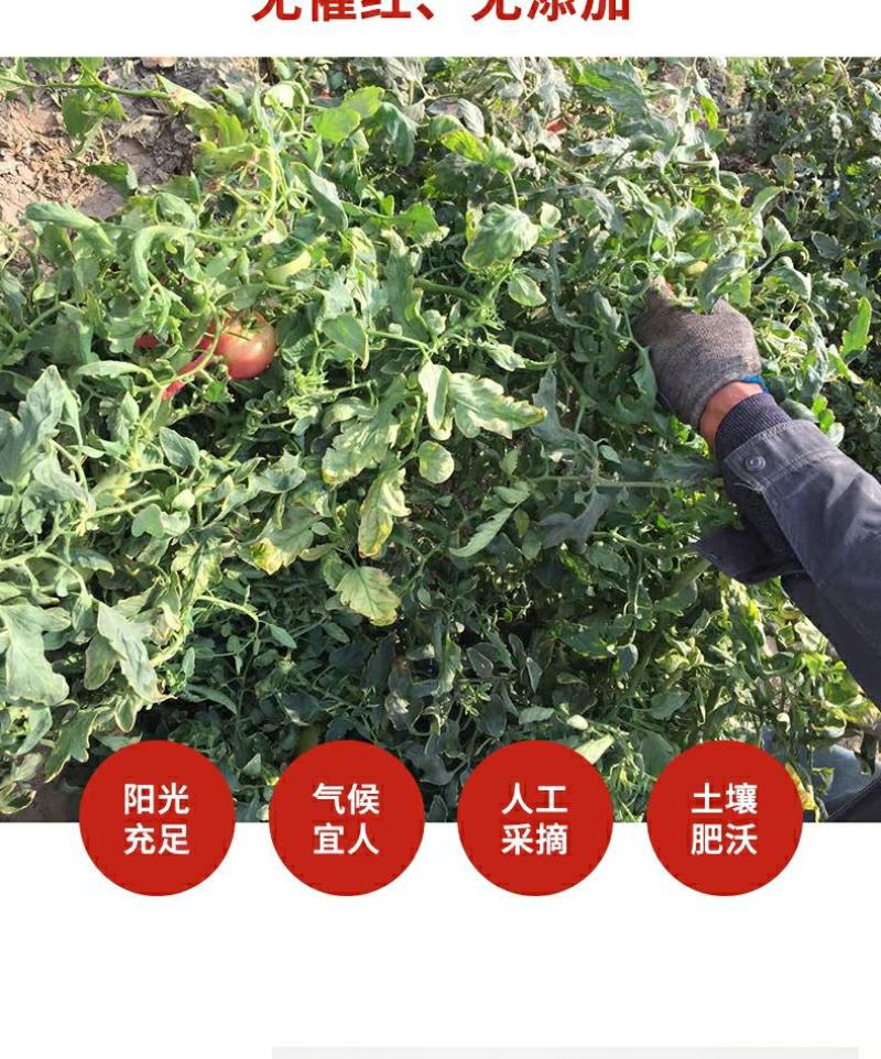 湖北长阳农家现摘普罗旺斯西红柿自然熟沙瓤水果番茄新鲜蔬菜