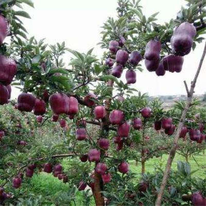 甘肃天水花牛苹果自产自销正宗蛇果型号齐全
