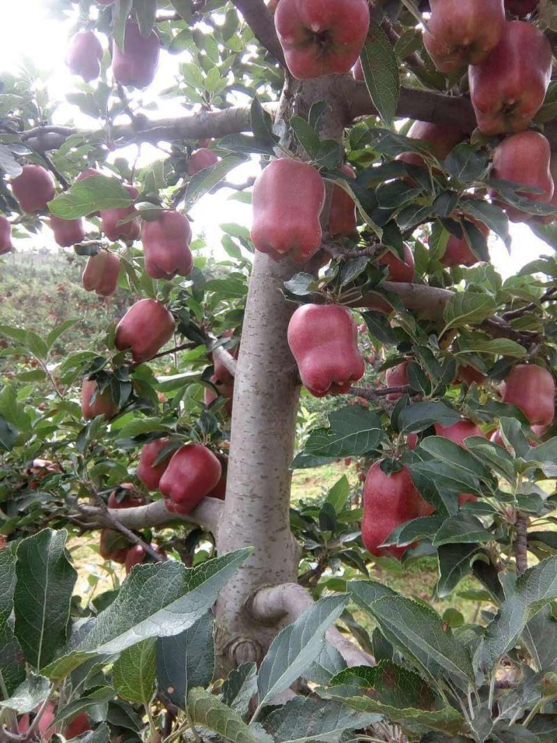 甘肃天水花牛苹果自产自销正宗蛇果型号齐全