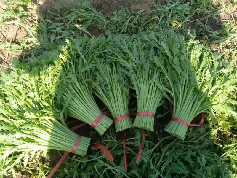 精品茼蒿菜，产地直供，现货大量供应