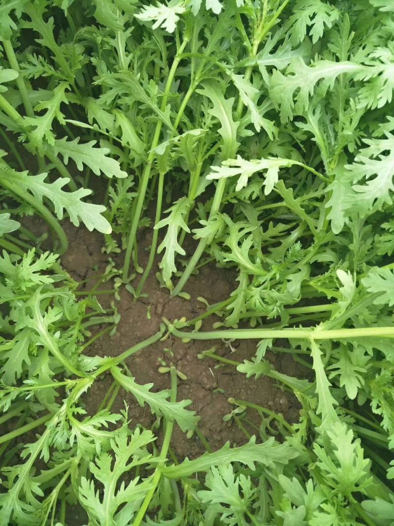 精品茼蒿菜，产地直供，现货大量供应