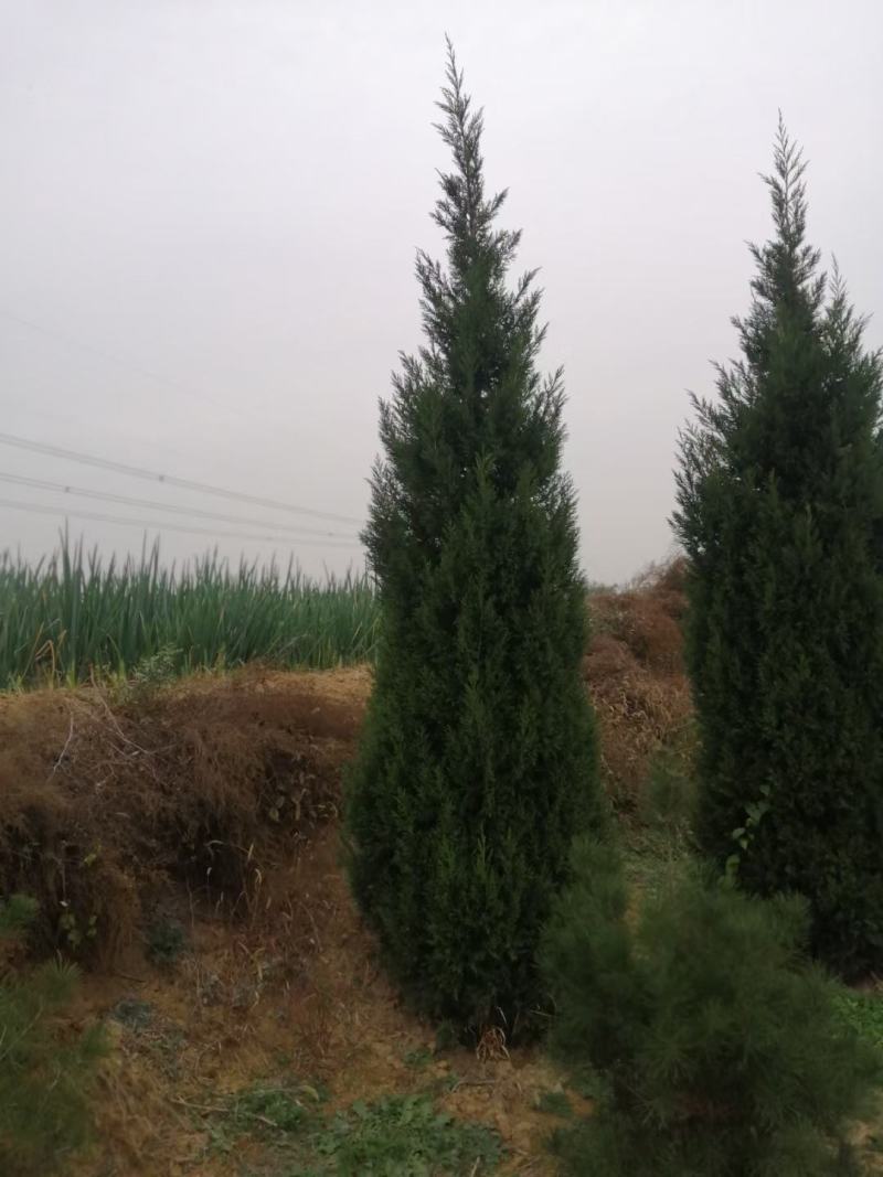 蜀侩优质柏树苗蜀侩2/2.5/3.3.5/4米蜀侩