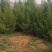 蜀侩优质柏树苗蜀侩2/2.5/3.3.5/4米蜀侩