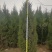蜀侩优质柏树苗蜀侩2/2.5/3.3.5/4米蜀侩