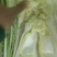 宁河自家种植纯本地大白菜