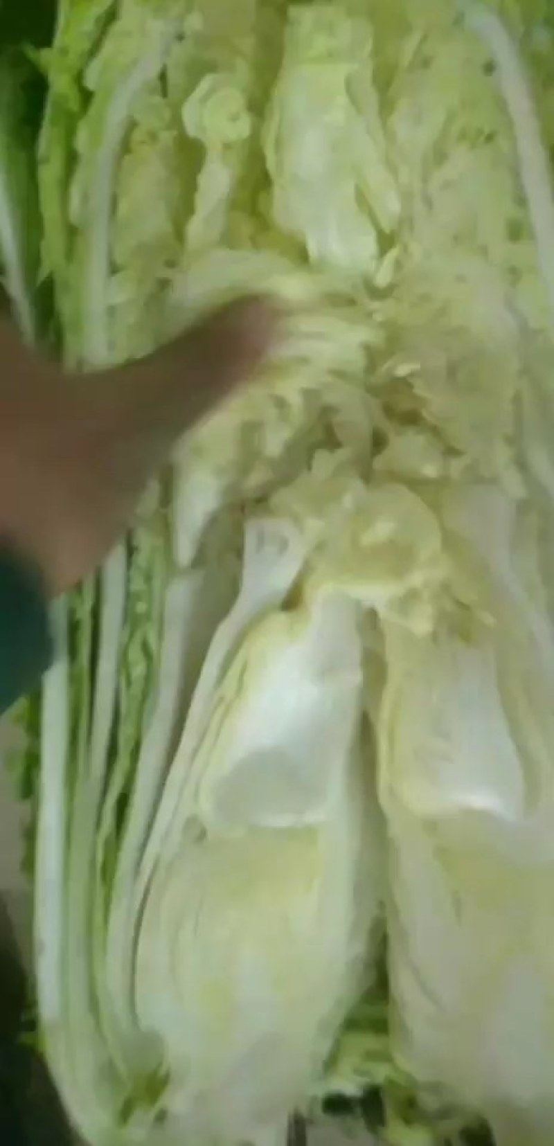 宁河自家种植纯本地大白菜