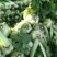 宁河自家种植纯本地大白菜