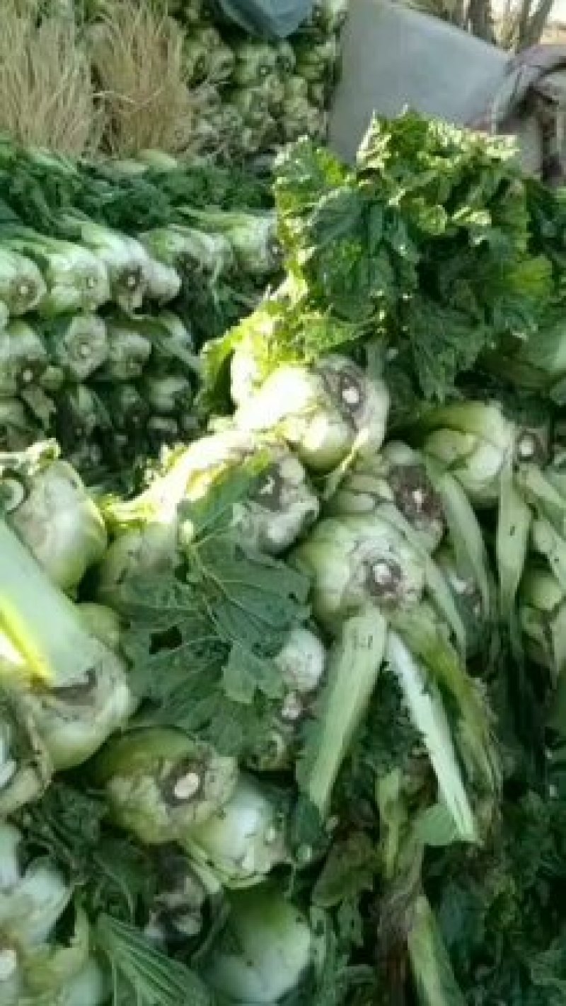 宁河自家种植纯本地大白菜