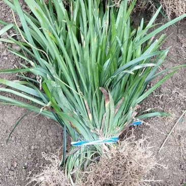 兰花三七（阔叶麦冬）耐寒耐冻庭院绿化常年供应量大从优