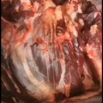 黄牛肉，剔骨，纯干无水，鲜肉，长年有货，全国配送