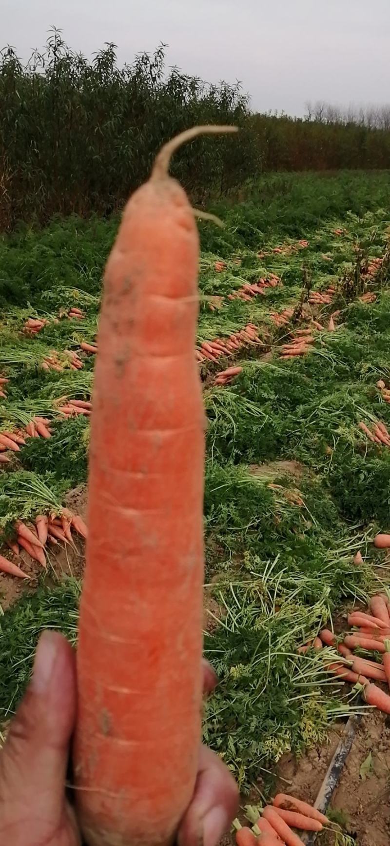 胡萝卜，条形好，基地直供，代销全国，价格优惠，
