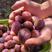 法兰西西梅苗当年挂果品种纯正现挖高成活提供技术