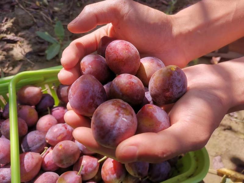 法兰西西梅苗当年挂果品种纯正现挖高成活提供技术
