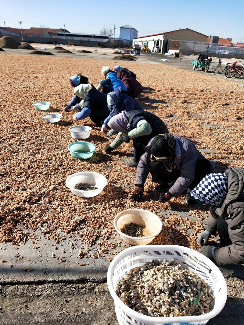 蛏王肉干干度好无沙干净支持一件代发对接各地电商
