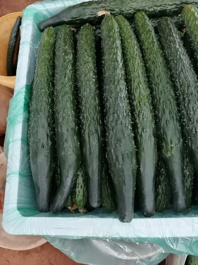 大棚精品密刺黄瓜油亮、青绿、保质保量