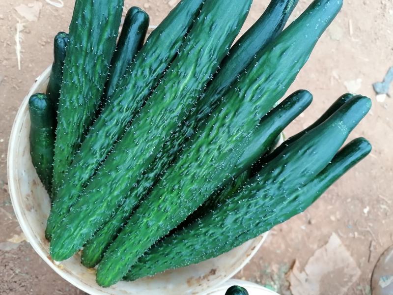 大棚精品密刺黄瓜油亮、青绿、保质保量