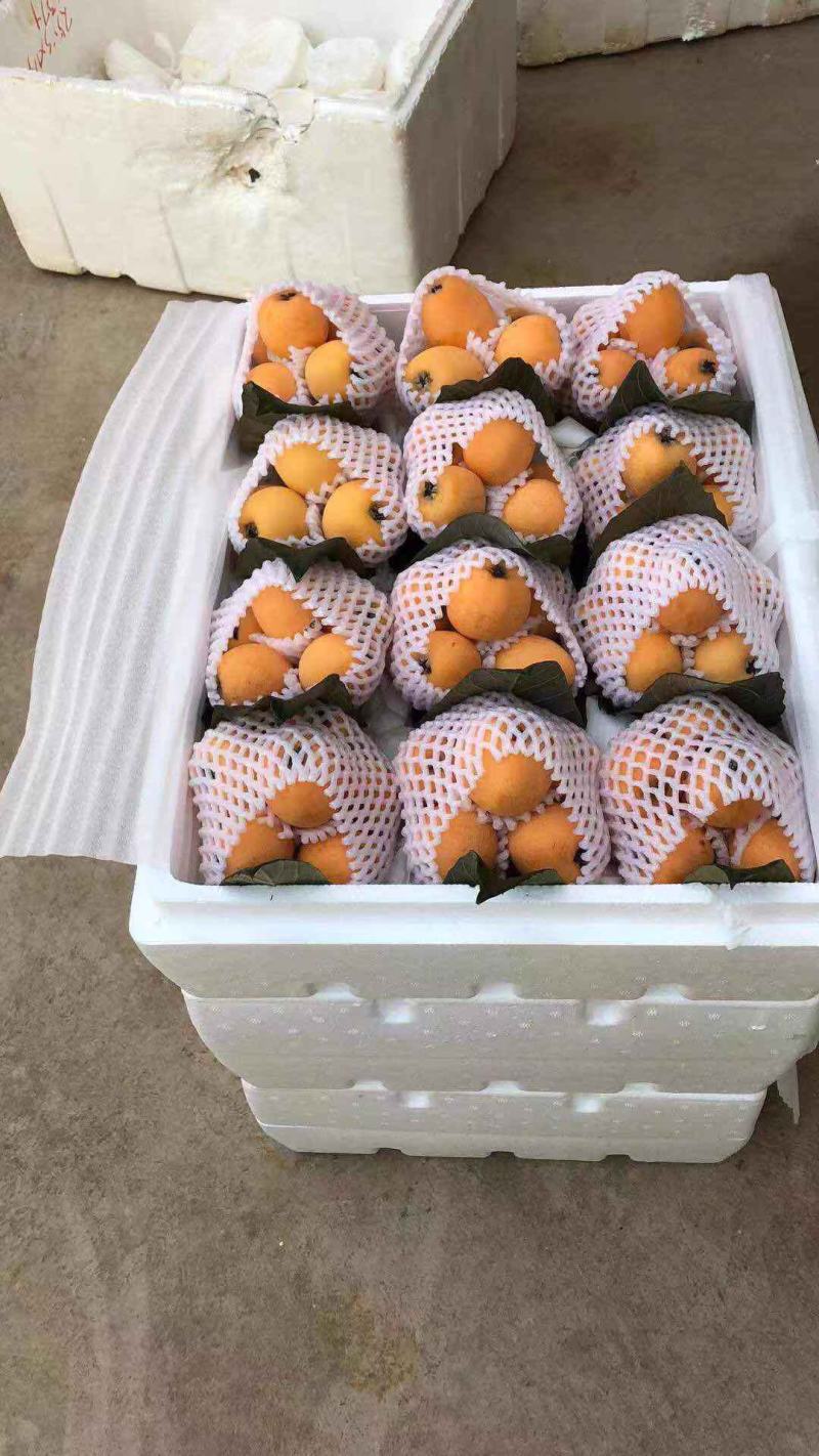 云南红河蒙自优质山地批枇杷