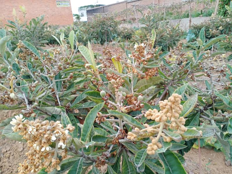 云南红河蒙自优质山地批枇杷