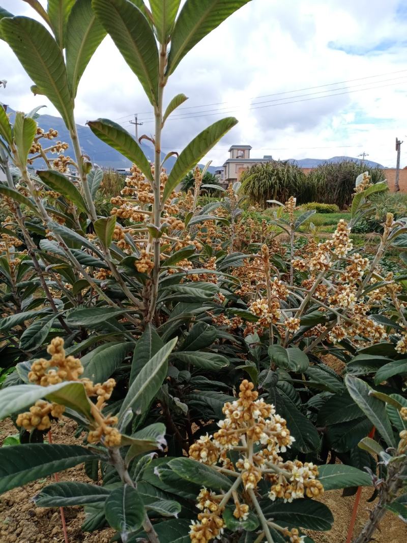 云南红河蒙自优质山地批枇杷
