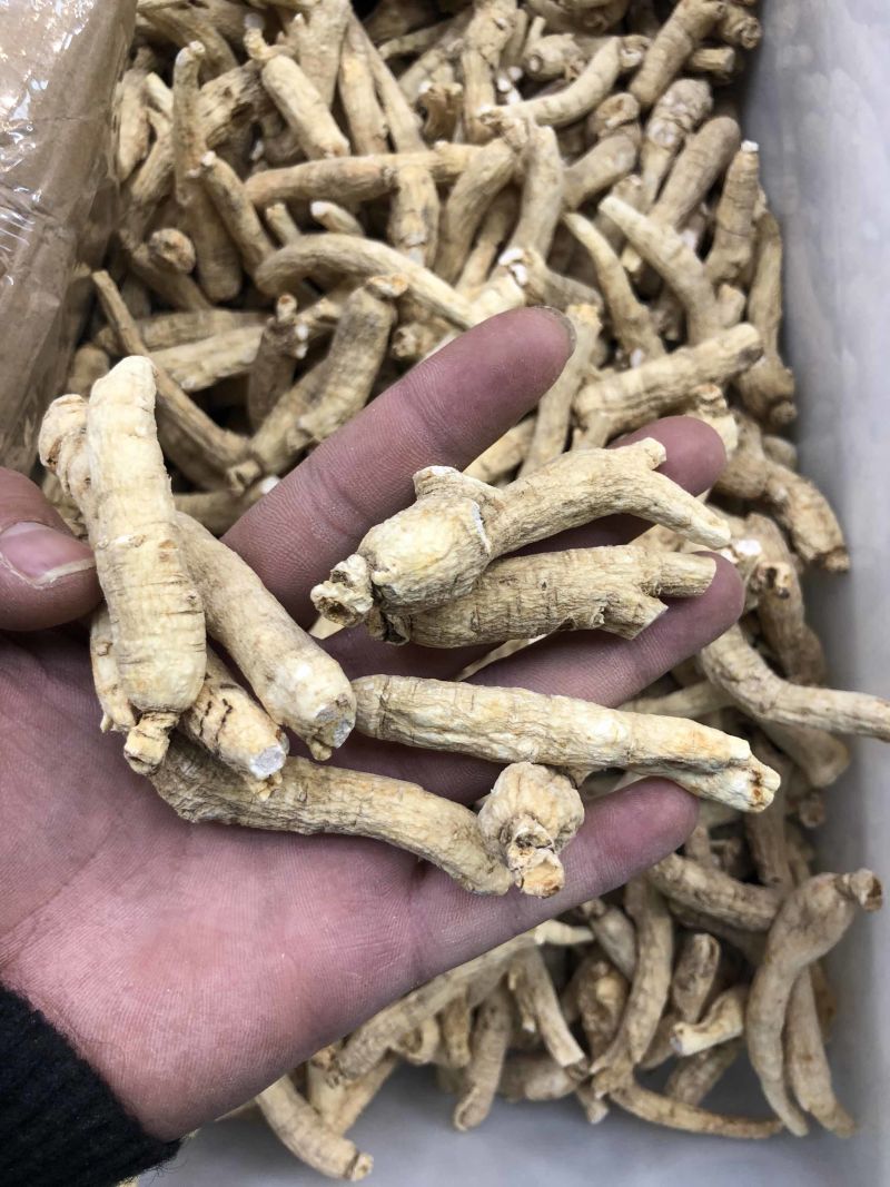【特惠】吉林长白上特产西洋参条纯批发价质量保证自产自发