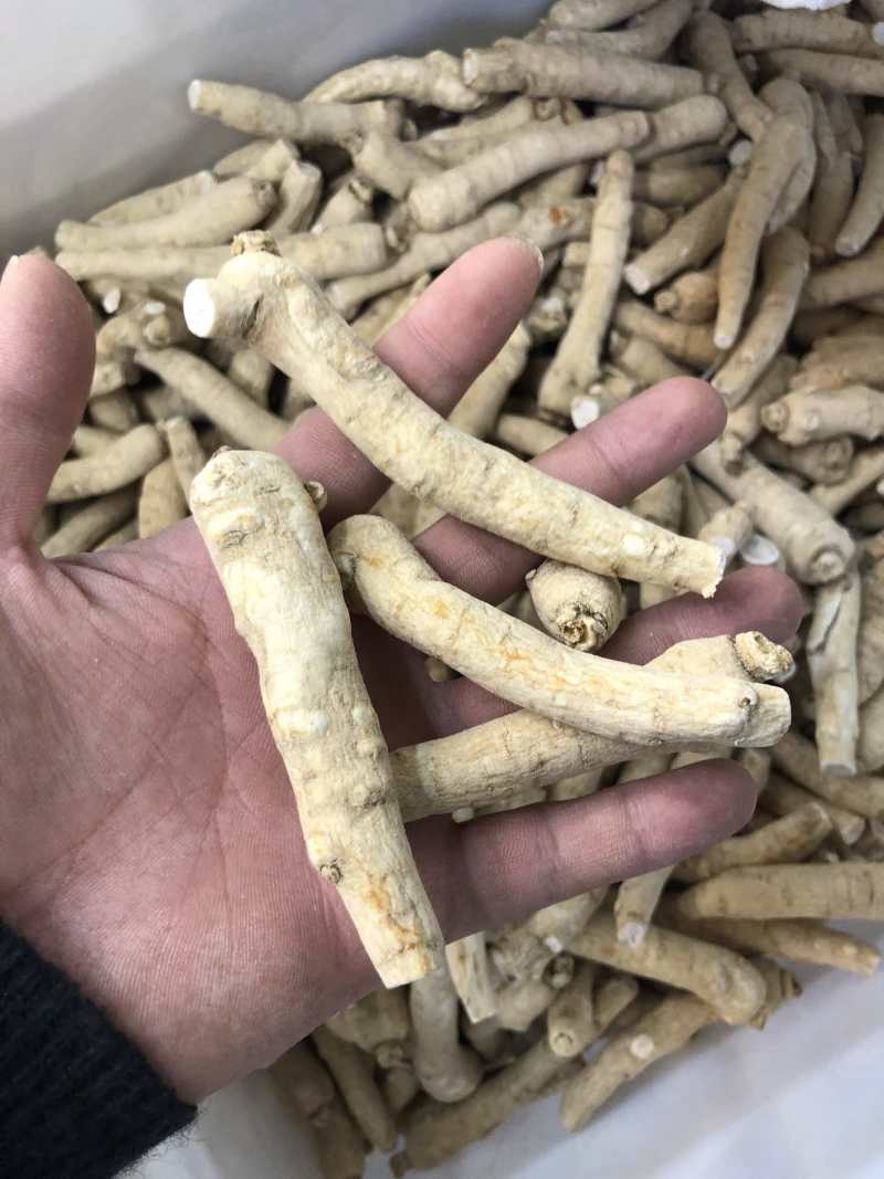 【特惠】吉林长白上特产西洋参条纯批发价质量保证自产自发